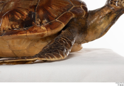 Leg Turtles Animal photo references